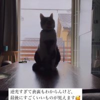窓のそばに座る猫