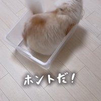 ケースに入る猫