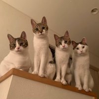 カメラを見下ろす4頭の猫
