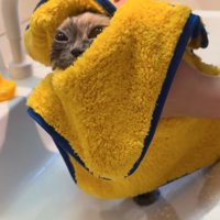 タオルドライ猫