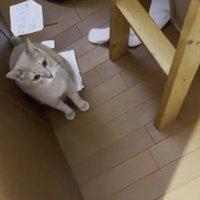 ベッドの下にいる猫
