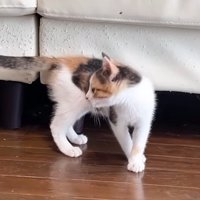 シッポを気にする