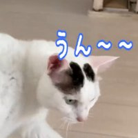 鳴いている猫