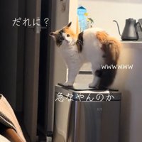 カメラ目線の猫