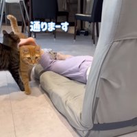 テロップ「通りまーす」