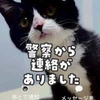 帽子をかぶった白黒猫