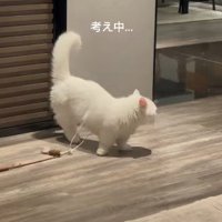 辺りを見回す猫