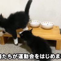 仲良く遊ぶ3匹の子猫
