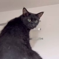 じっとパパさんを見るチロルちゃん