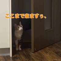 ドアの前で首を傾げる三毛猫
