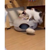 おもちゃで遊ぶ猫