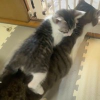 じっとする先住猫と遊んでいる子猫