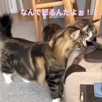 キャリーバッグの中にいる子猫をみる猫達