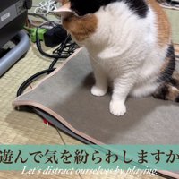 座って下を見る猫