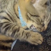 トゲのついたマットを噛む猫