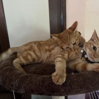 甘噛みする子猫