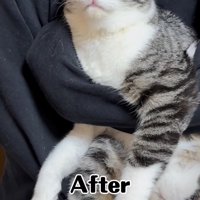 抱っこされている猫