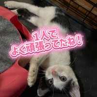 仰向けの子猫
