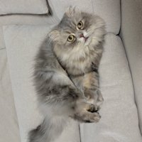 ソファのすき間に座る猫