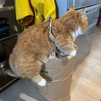 米袋に乗って後ろ足が浮いている猫