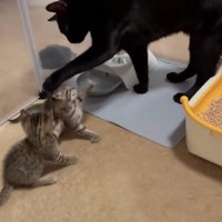 黒猫と2匹の子猫