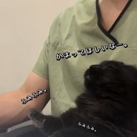 飼い主の足の上でかまってアピールをするミックス猫