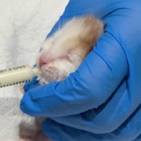 ミルクを飲ませてもらう子猫