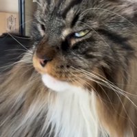薄目の猫