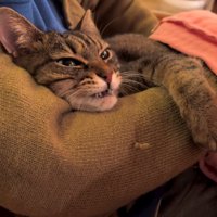 人の腕にしがみつく猫