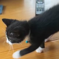 歩く猫の横側