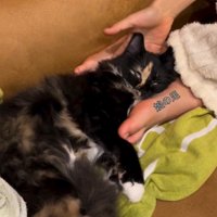 手と足の間で眠る猫