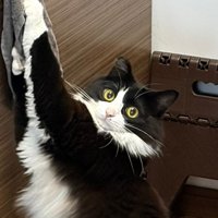 キッチンにいた猫