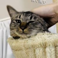 飼い主さんに頭を撫でられるキジトラ猫