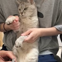 猫の様子