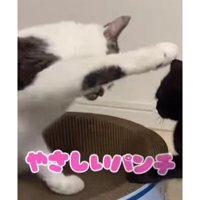 猫と子猫のケンカ