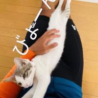 パパの足の間で伸びる三毛猫