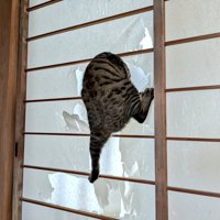 障子に頭を突っ込む猫