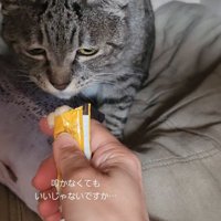 おやつを見つめる猫