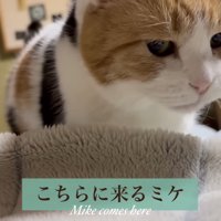 こちらに来るミケ