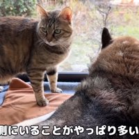 窓際のリタちゃんリキくん