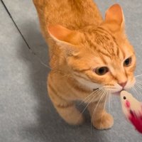 ネズミのおもちゃを口にくわえるらむくんのアップ