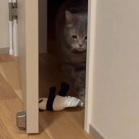 ぬいぐるみを見下ろすメルくん