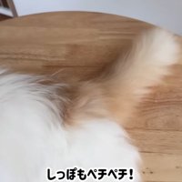 猫のしっぽ
