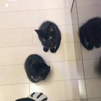 2匹の黒猫