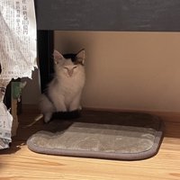 隅にいる子猫