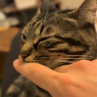 顔をそむける猫