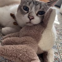 ぬいぐるみに顔を寄せる猫