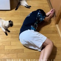 寝転がる猫たち