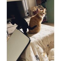 こたつに乗っている猫たち