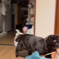 部屋の中を巡回し始める猫